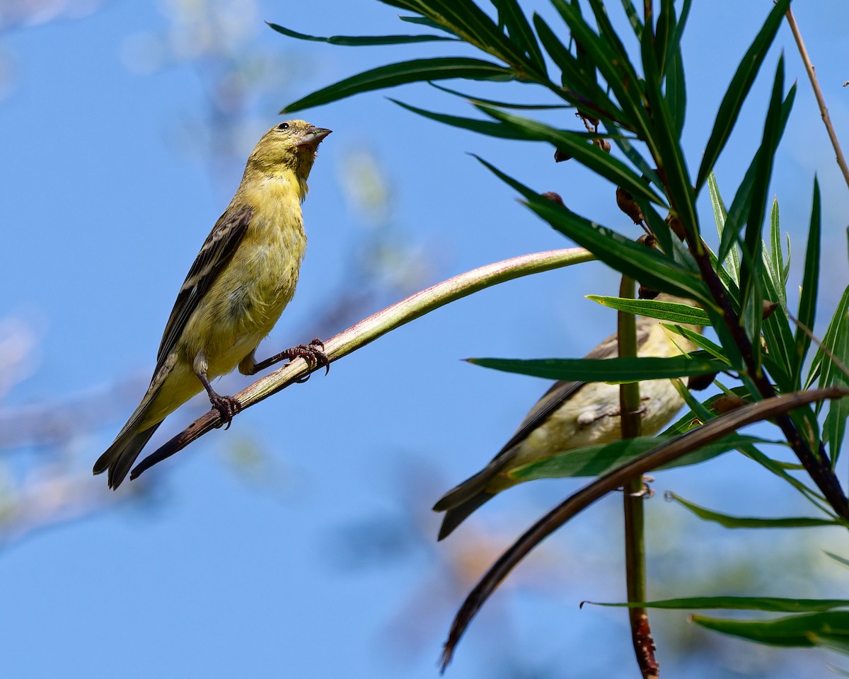 Chardonneret mineur - ML642245503