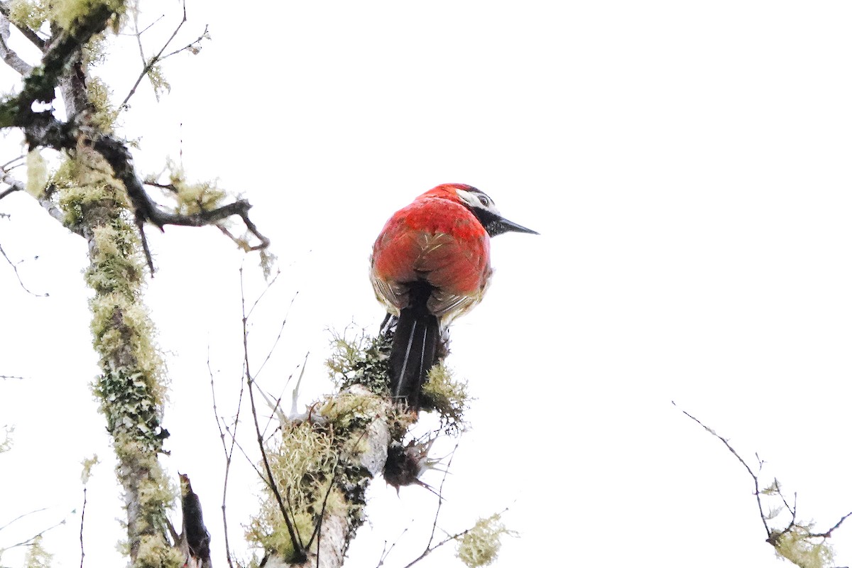 Crimson-mantled Woodpecker (Crimson-mantled) - ML642245511