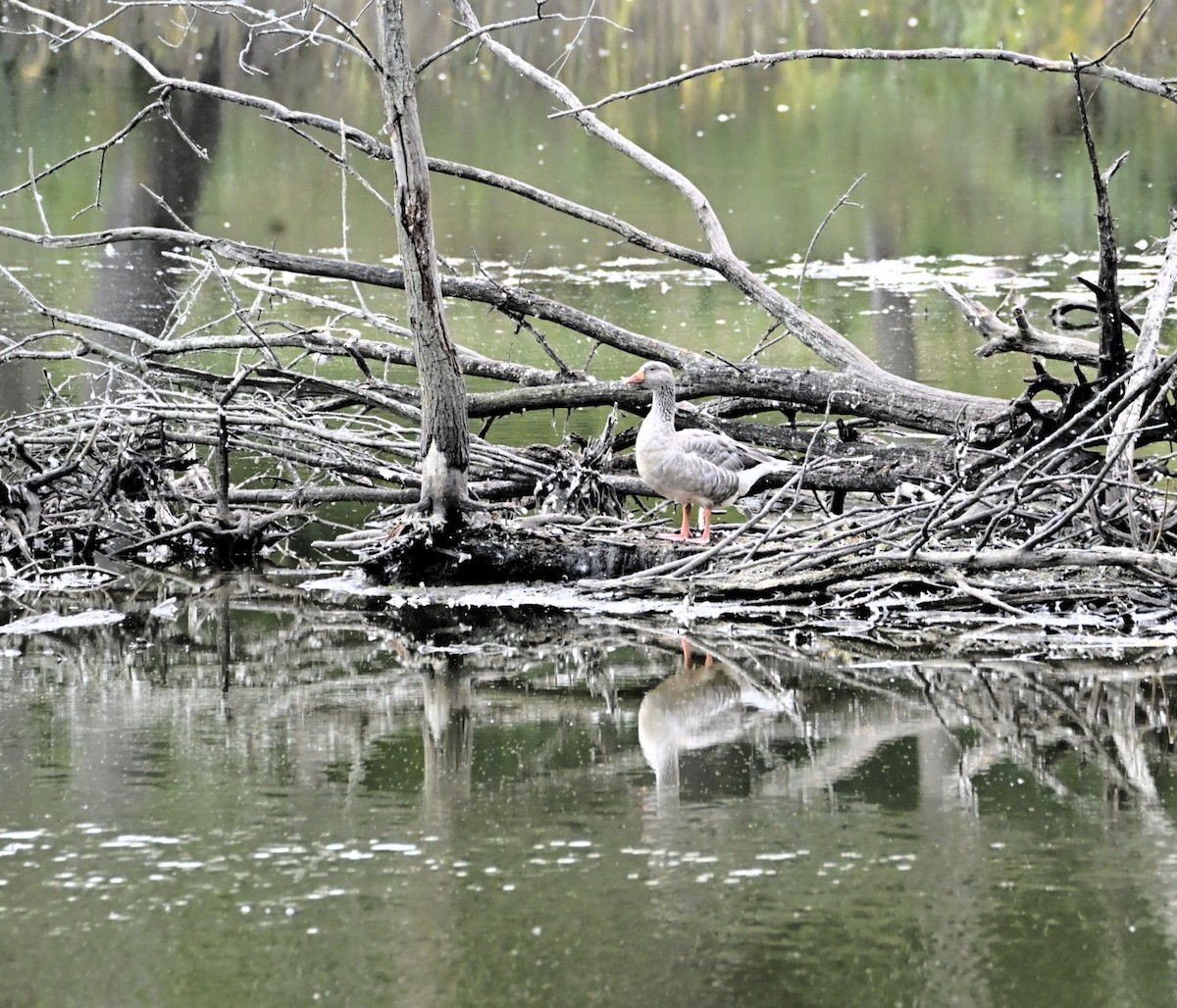 Graylag Goose - ML642245523