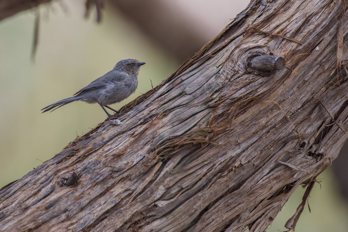 Bushtit - ML642245566