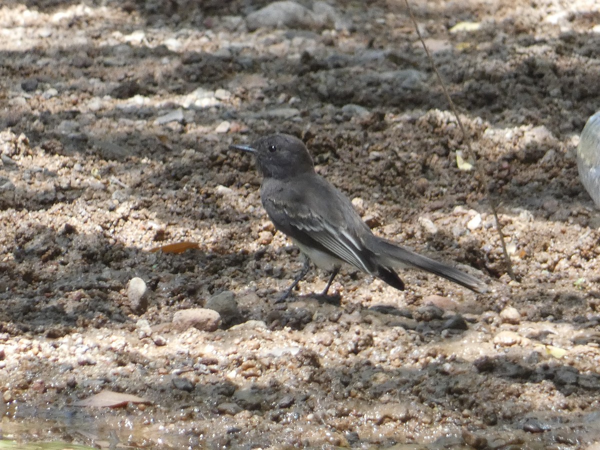 Mosquero Negro - ML642245567