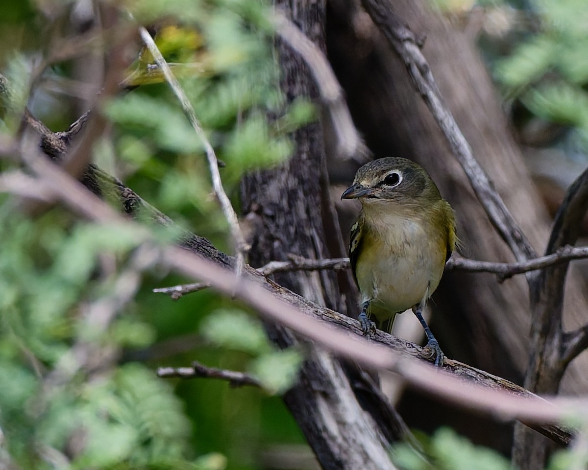 Viréo de Cassin - ML642245575