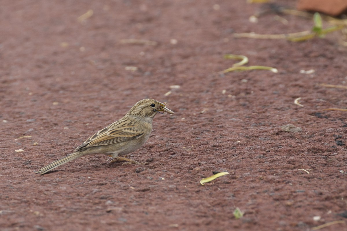 Brewer's Sparrow - ML642245584