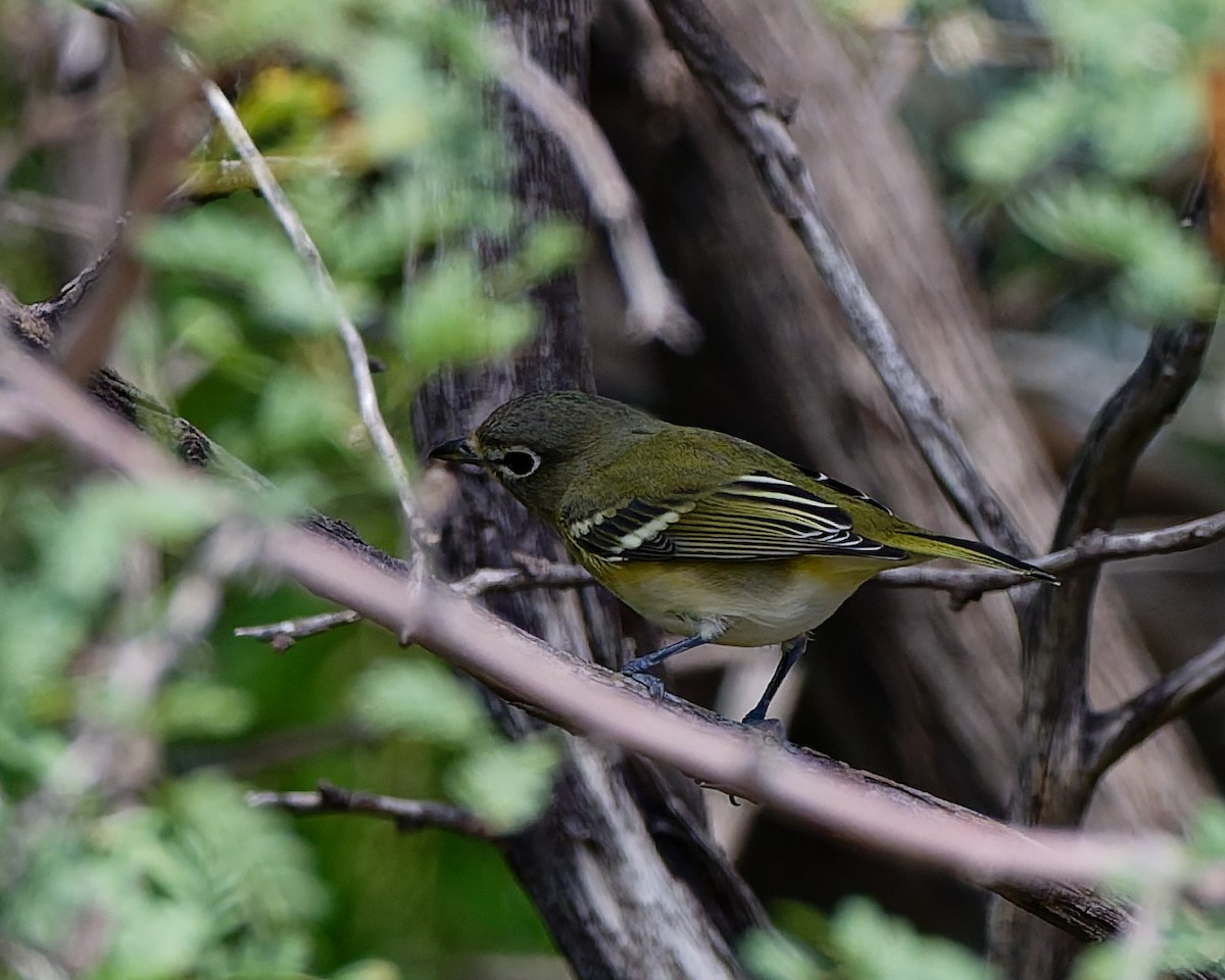 Viréo de Cassin - ML642245585