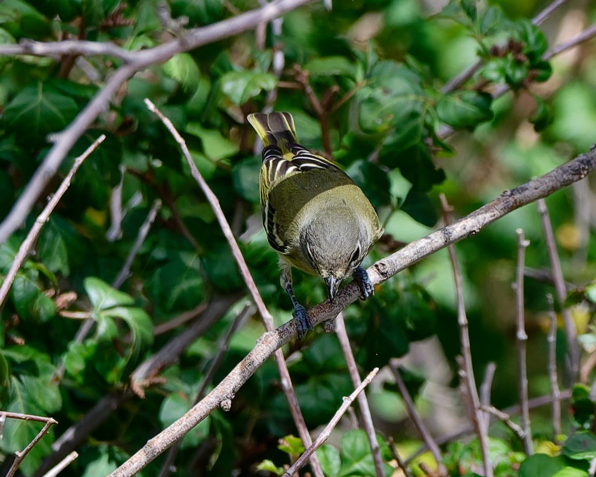 Viréo de Cassin - ML642245589