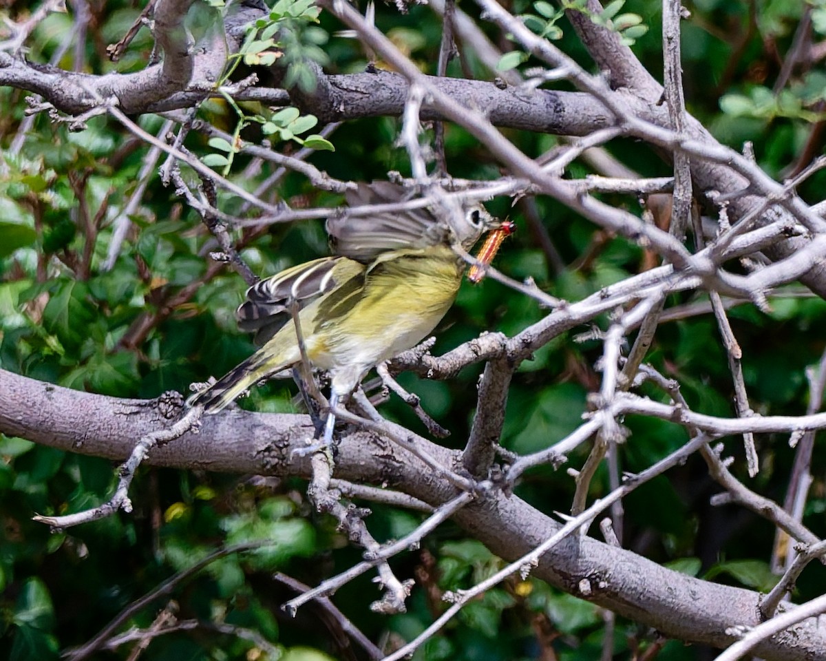 Viréo de Cassin - ML642245618