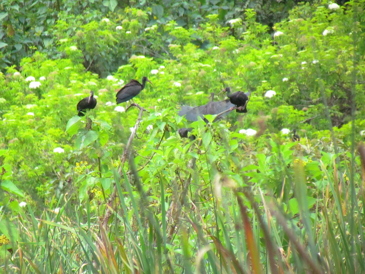 サカツラトキ - ML642245643