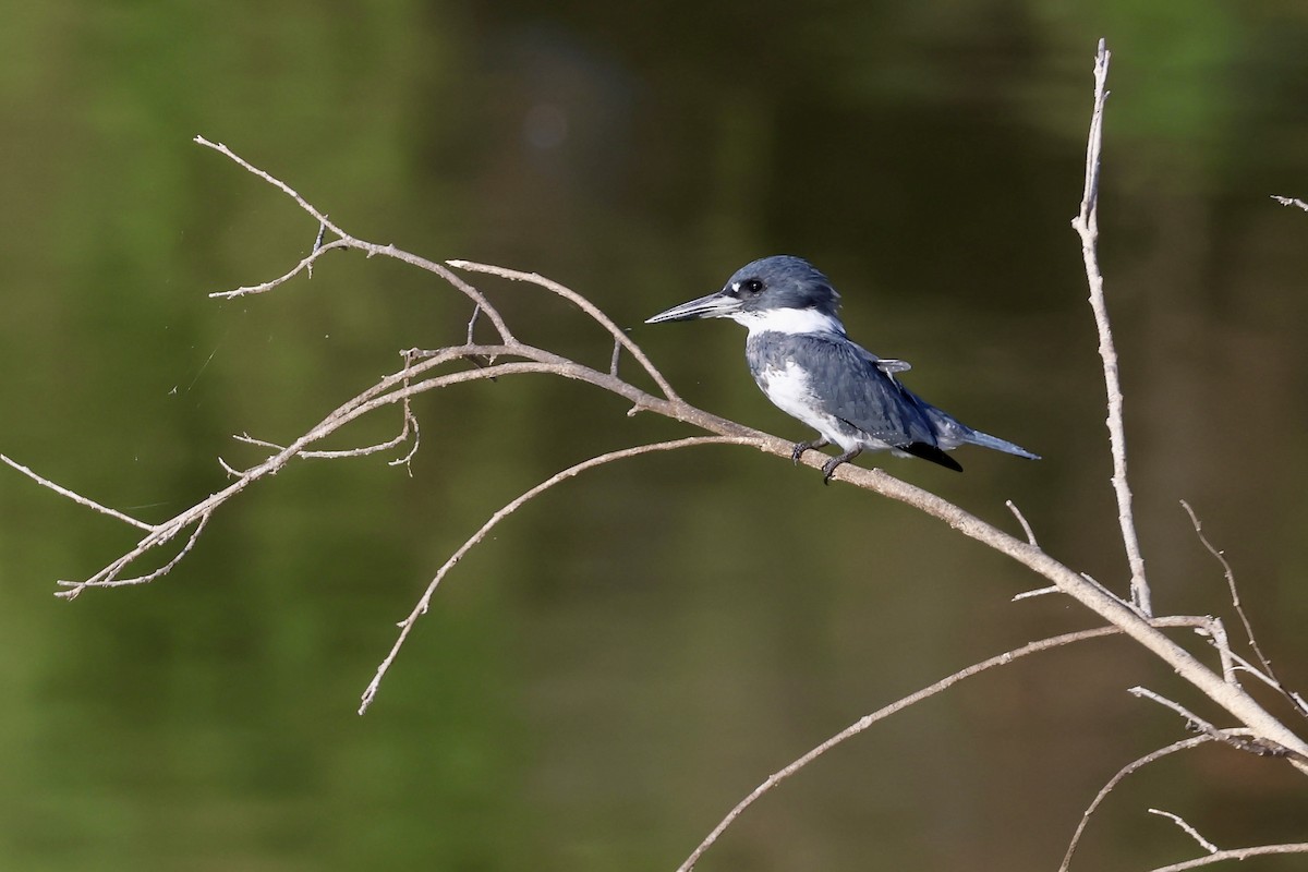 Belted Kingfisher - ML642245667
