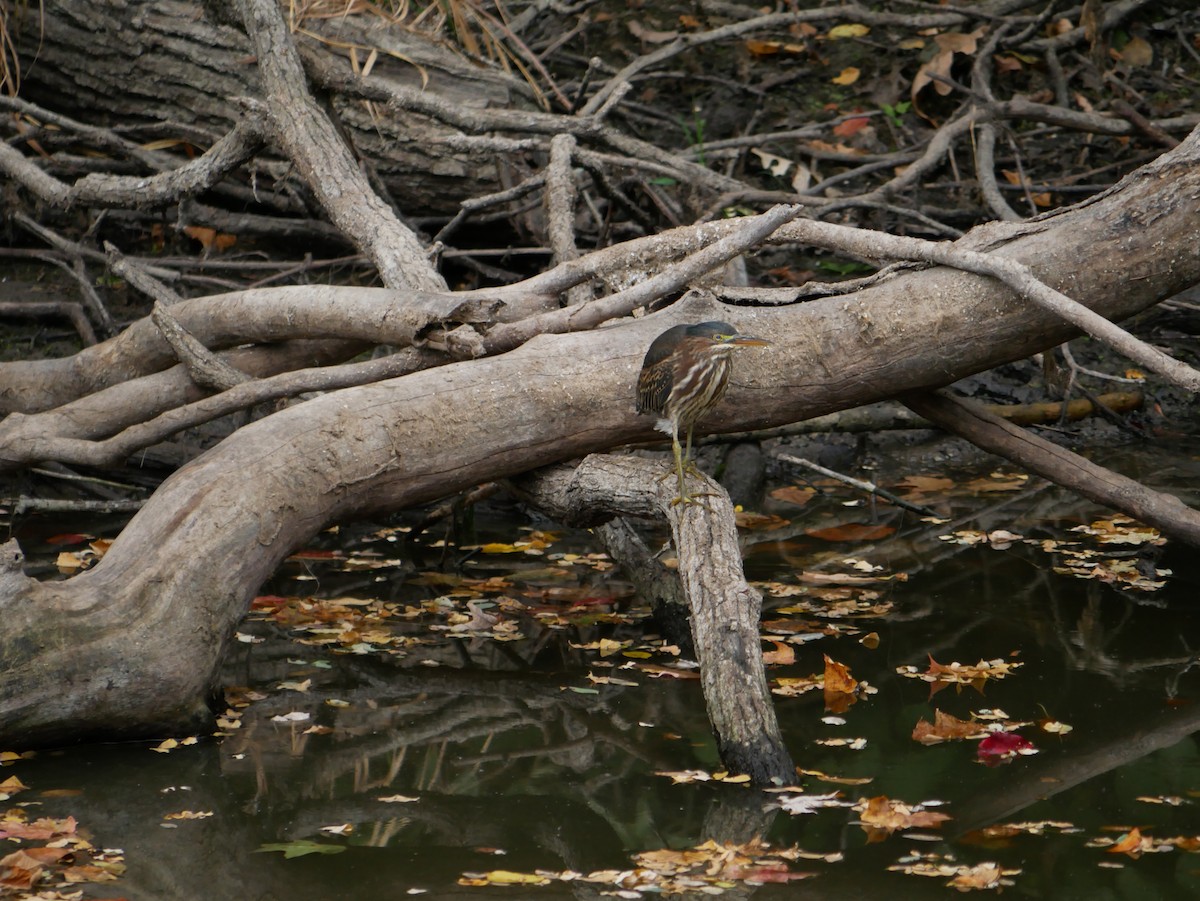Green Heron - ML642245703