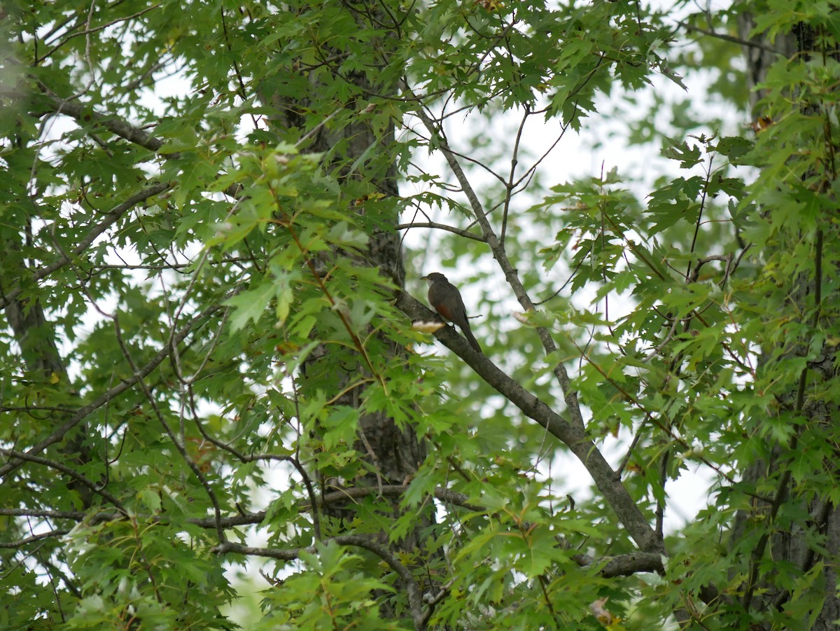 Yellow-billed Cuckoo - ML642245720