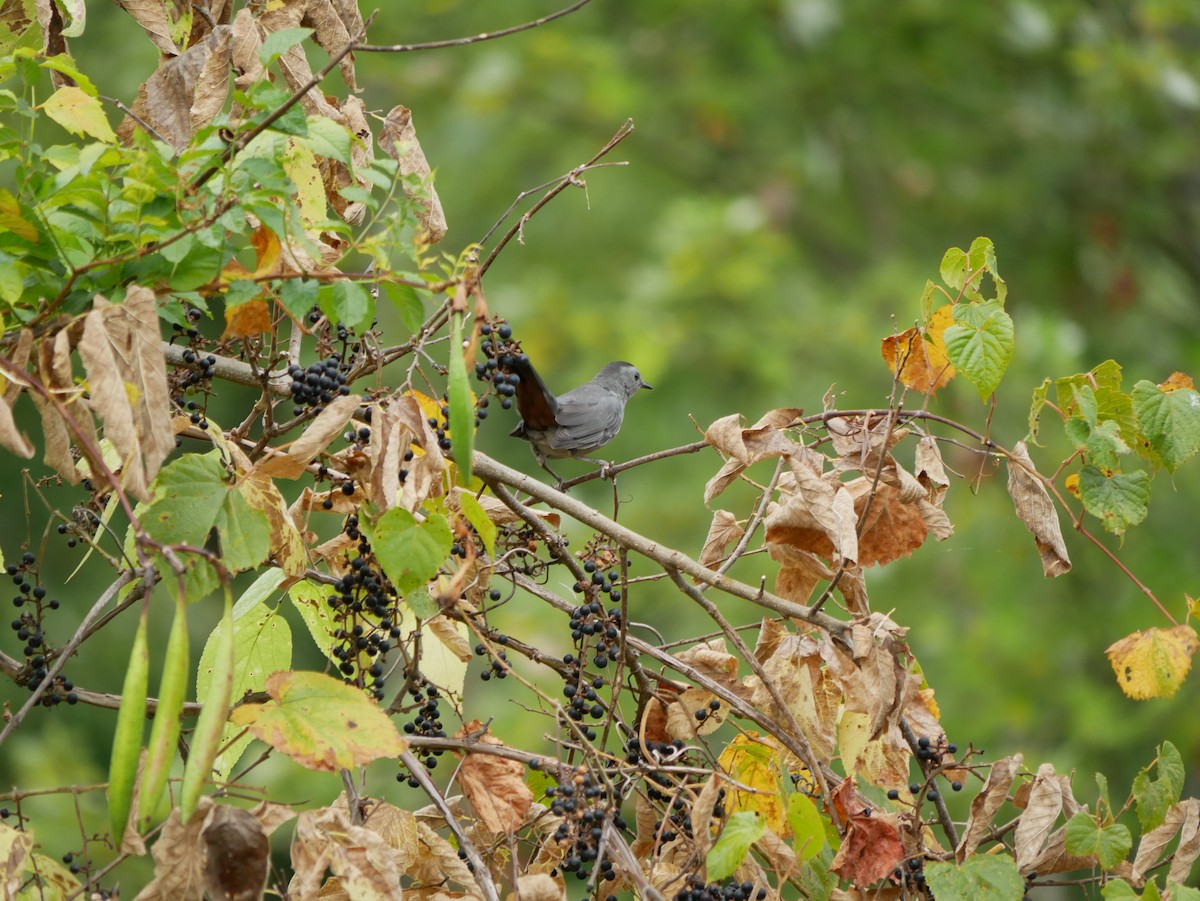 Gray Catbird - ML642245747