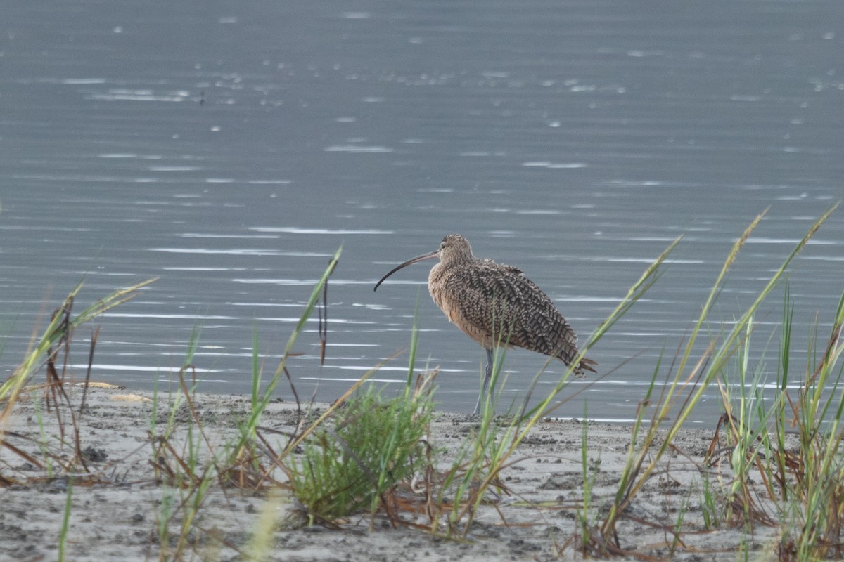 Long-billed Curlew - ML642245765