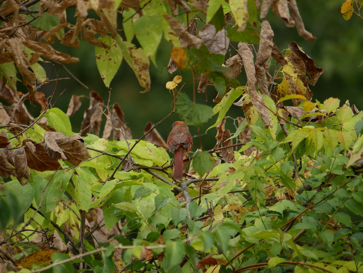 Northern Cardinal - ML642245781