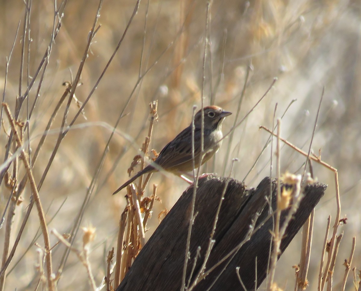 Rufous-crowned Sparrow - ML642245806