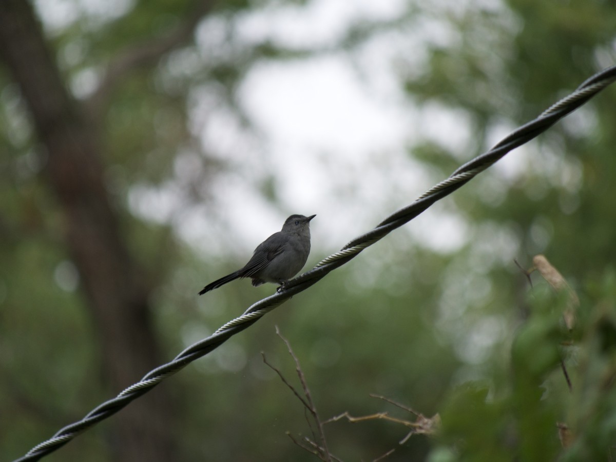 Gray Catbird - ML642245821