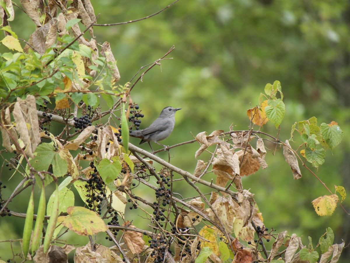 Gray Catbird - ML642245834