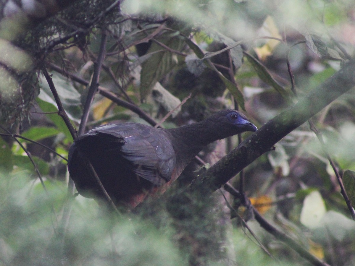 Sickle-winged Guan - ML642245839