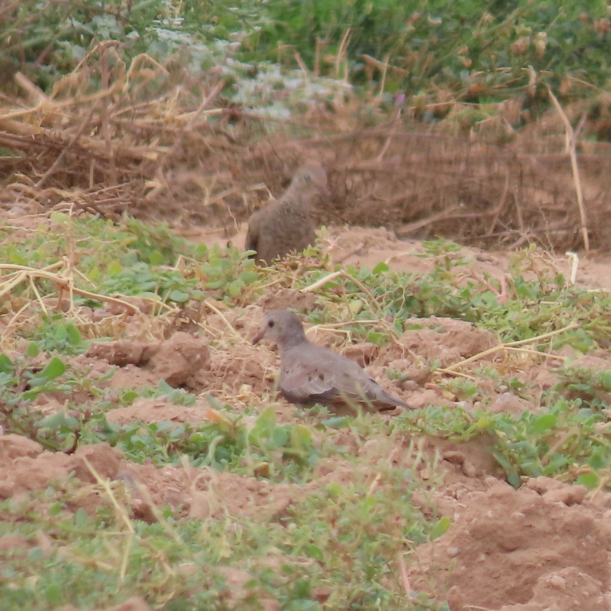 Common Ground Dove - ML642245843