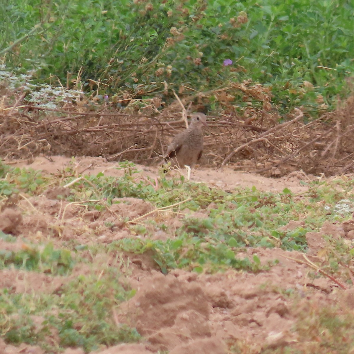 Common Ground Dove - ML642245844