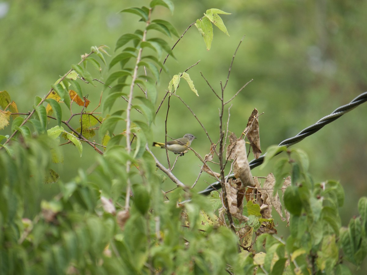 American Redstart - ML642245845