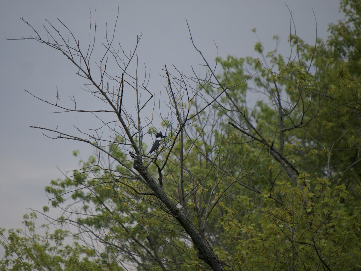 Belted Kingfisher - ML642245852
