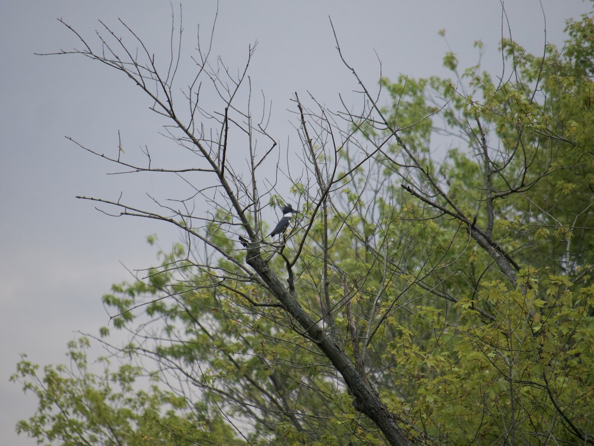 Belted Kingfisher - ML642245853