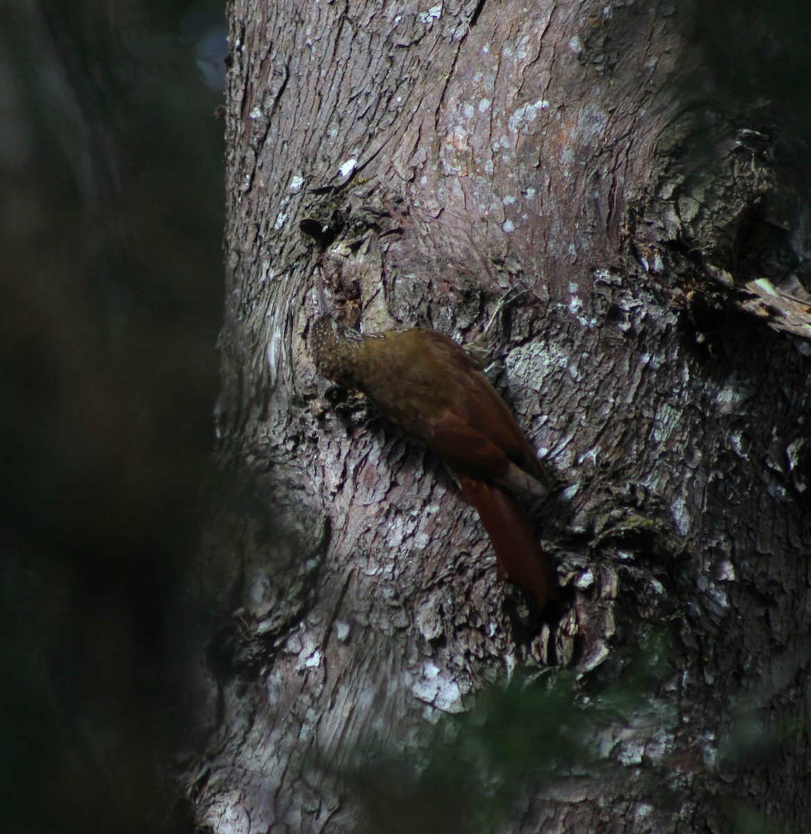 Montane Woodcreeper - ML642245854