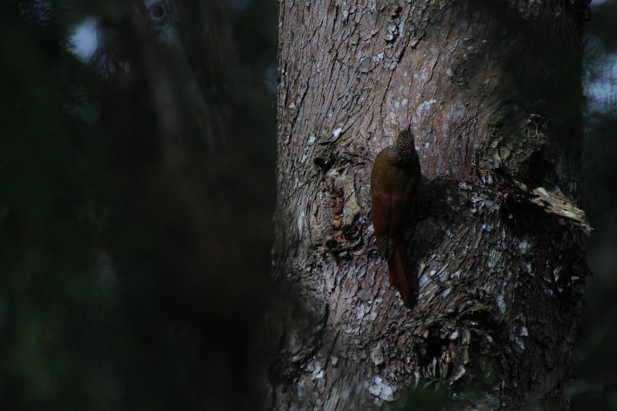 Montane Woodcreeper - ML642245855