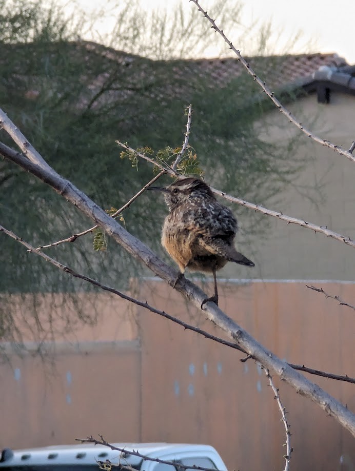 Cactus Wren - ML642245865