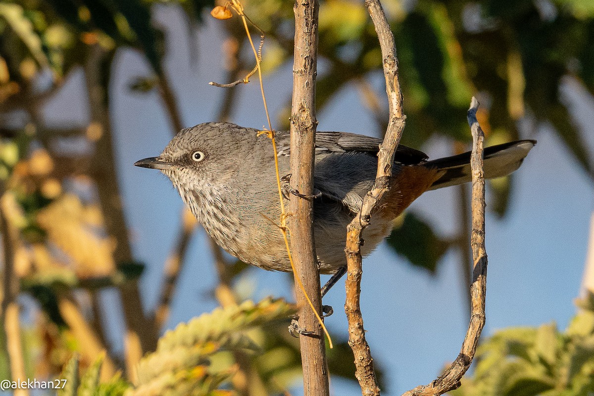 Chestnut-vented Warbler - ML642245882