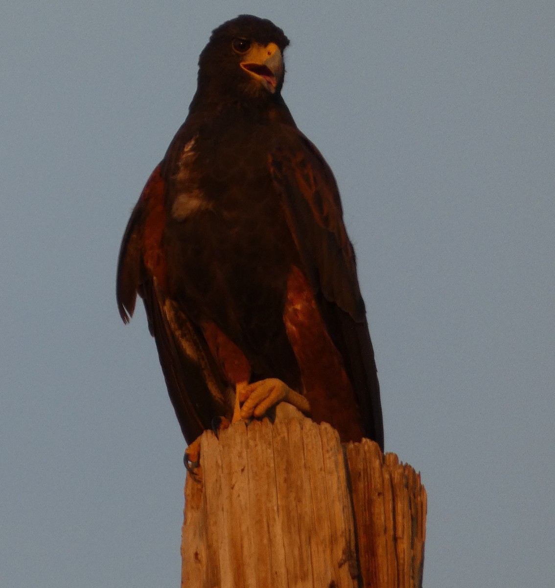 Harris's Hawk - ML642245888