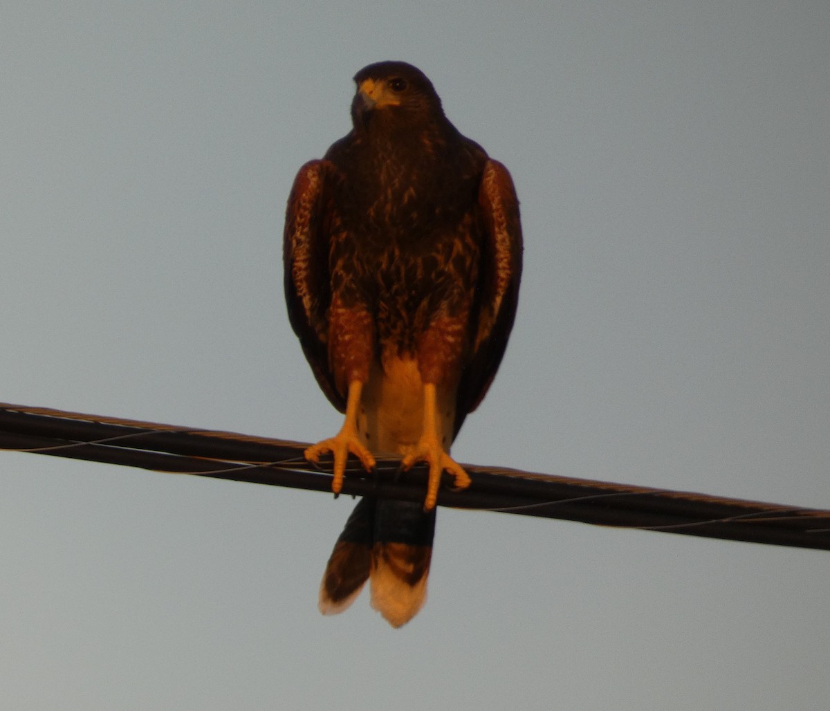 Harris's Hawk - ML642245889