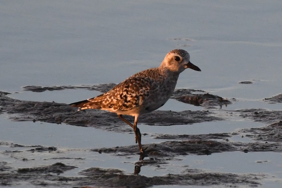 Black-bellied Plover - ML642245892