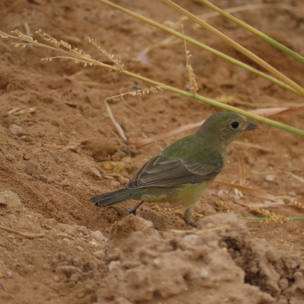 Painted Bunting - ML642245904