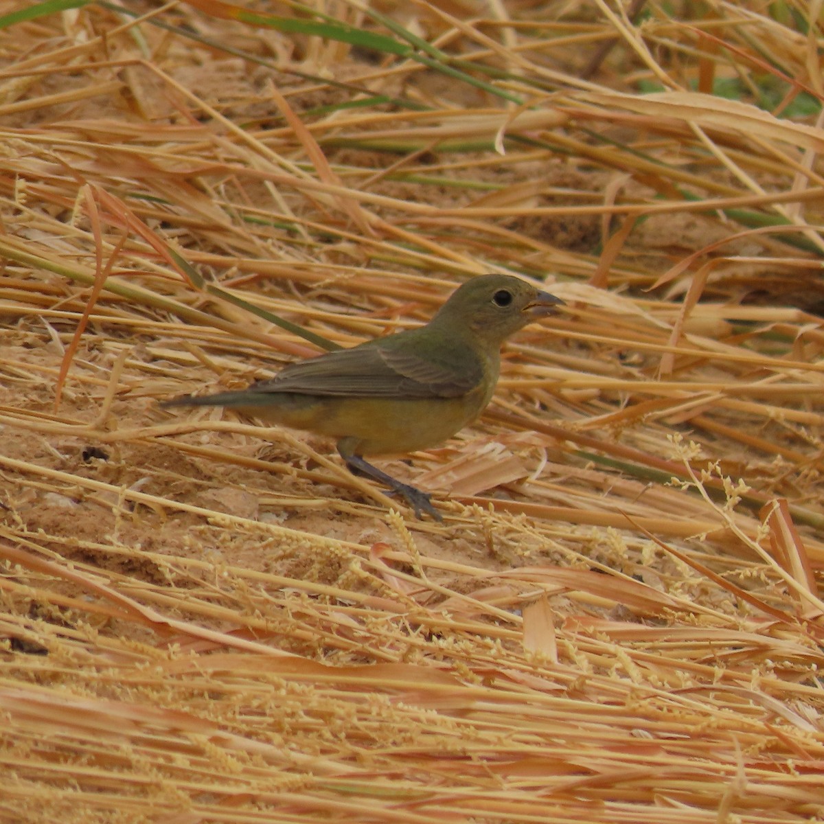 Painted Bunting - ML642245905