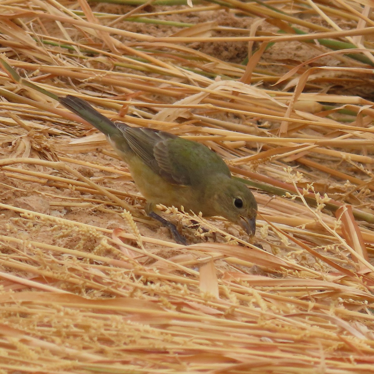 Painted Bunting - ML642245906