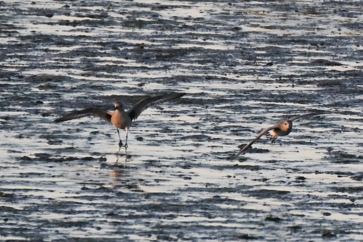 Black-bellied Plover - ML642245907