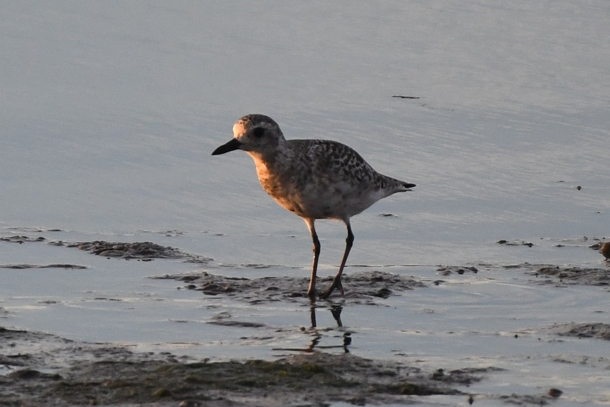 Black-bellied Plover - ML642245908