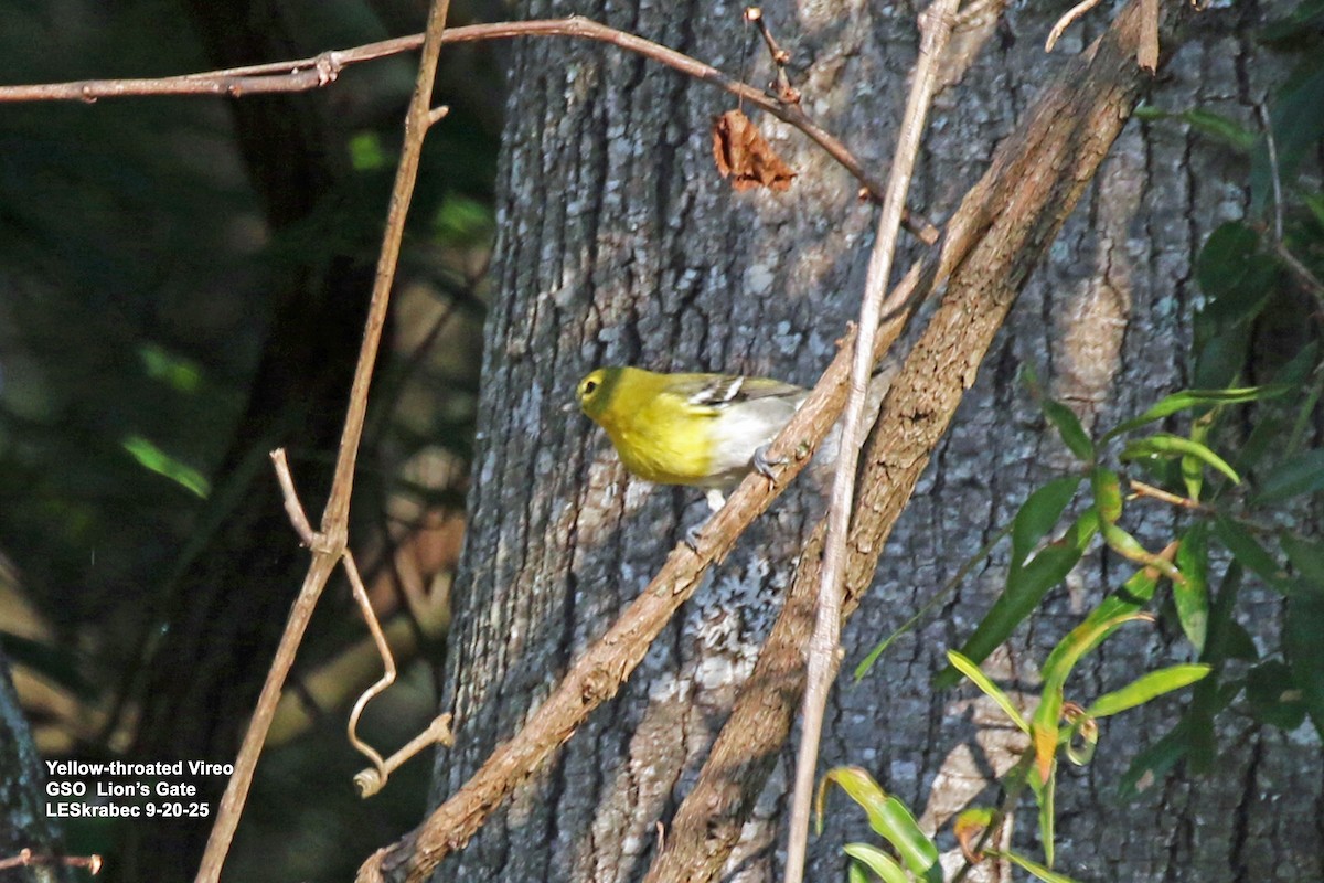 Yellow-throated Vireo - ML642245914