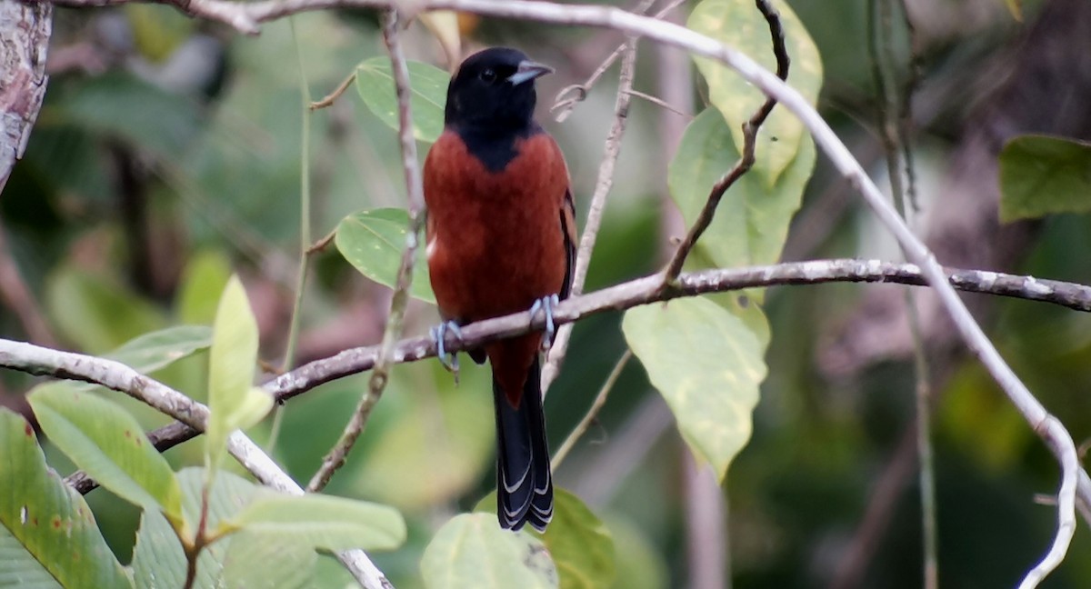 Orchard Oriole - ML642245916