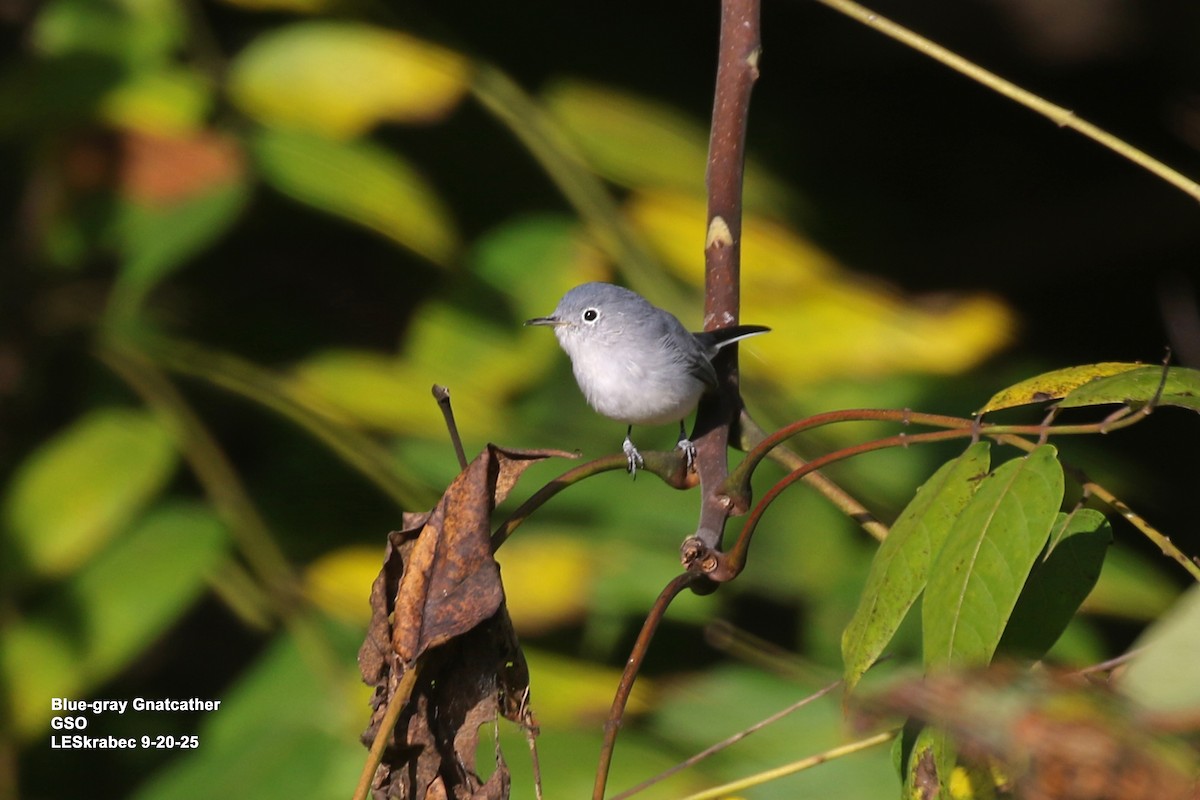 Blue-gray Gnatcatcher - ML642245942