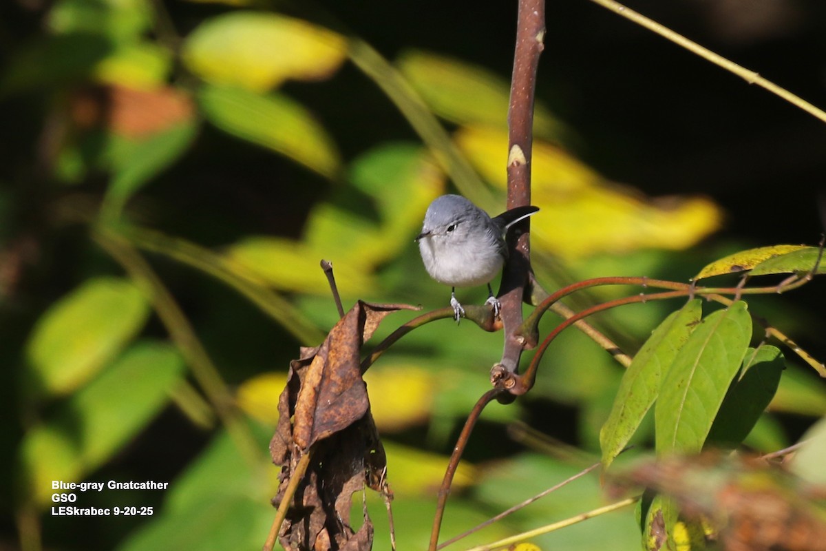 Blue-gray Gnatcatcher - ML642245944