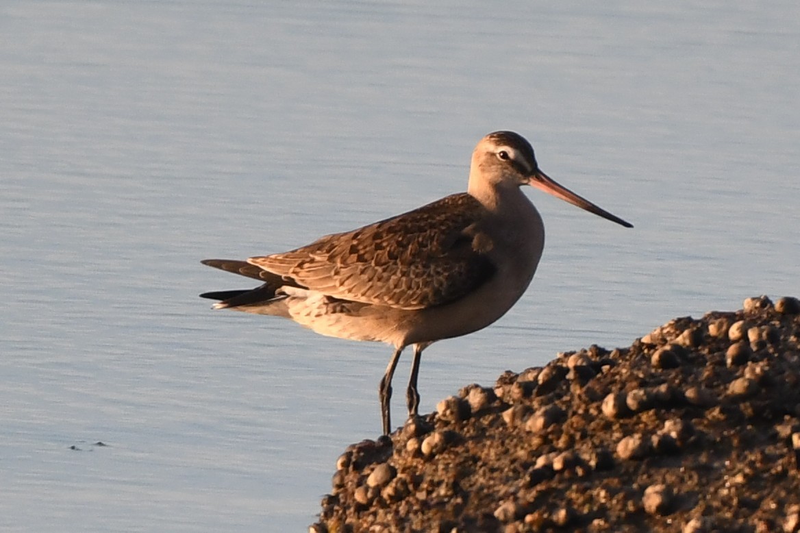Hudsonian Godwit - ML642245957
