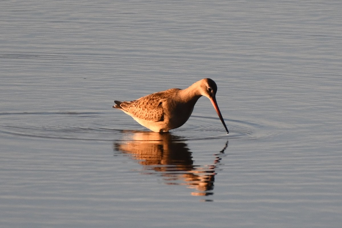 Hudsonian Godwit - ML642245958