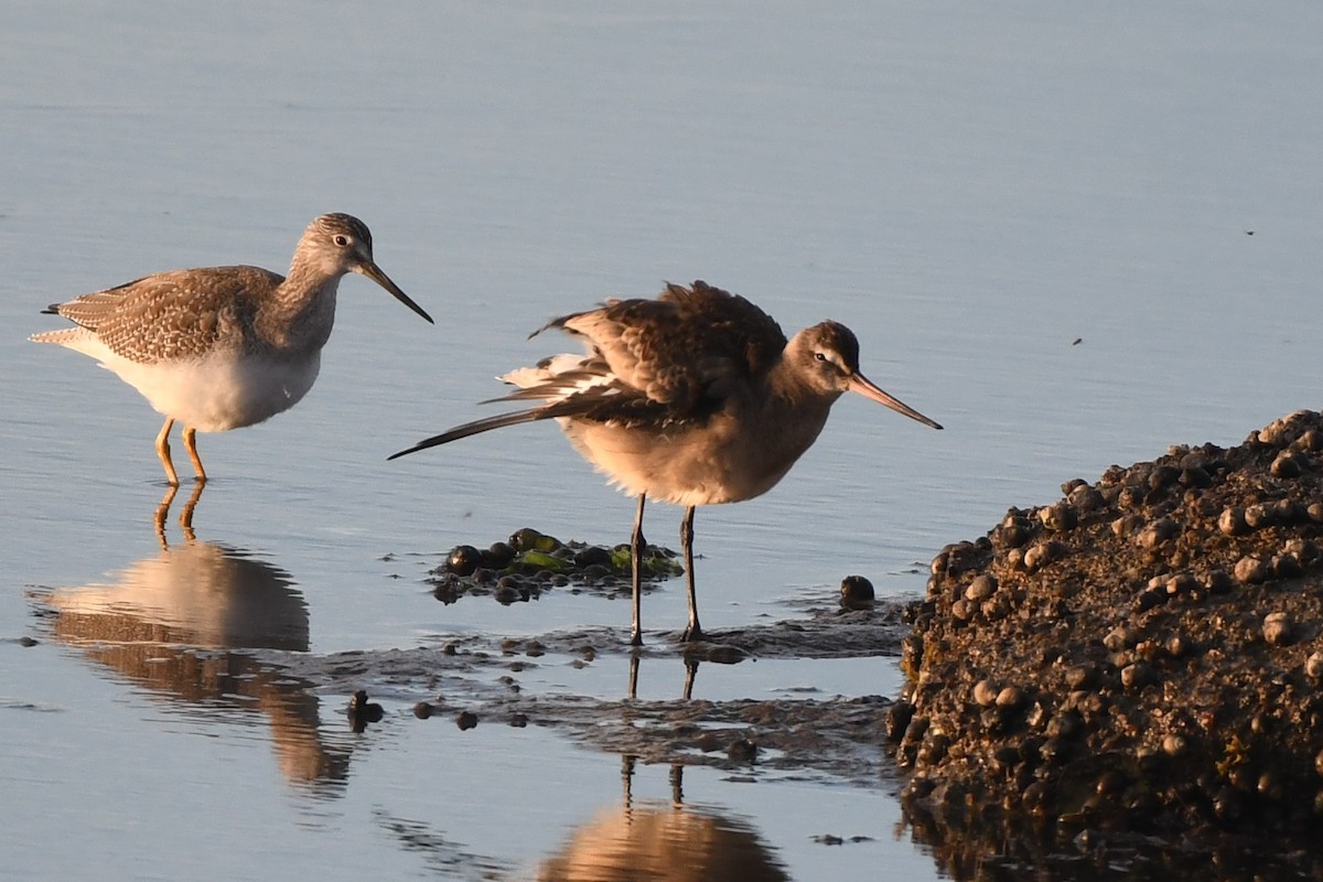 Hudsonian Godwit - ML642245959