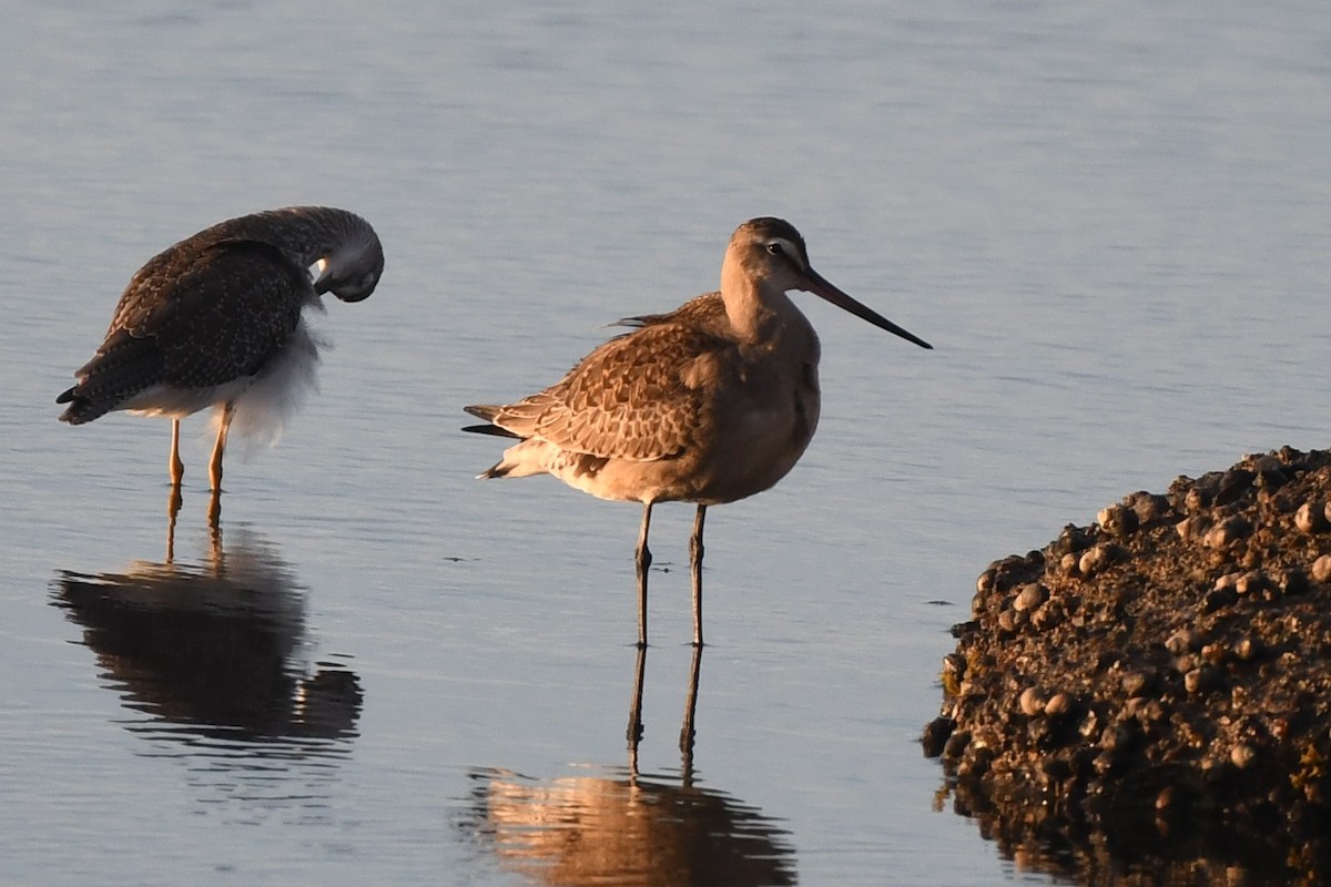 Hudsonian Godwit - ML642245960