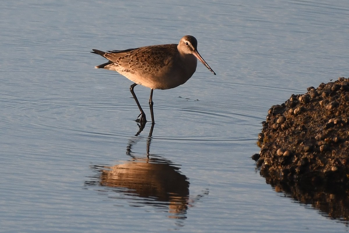 Hudsonian Godwit - ML642245961