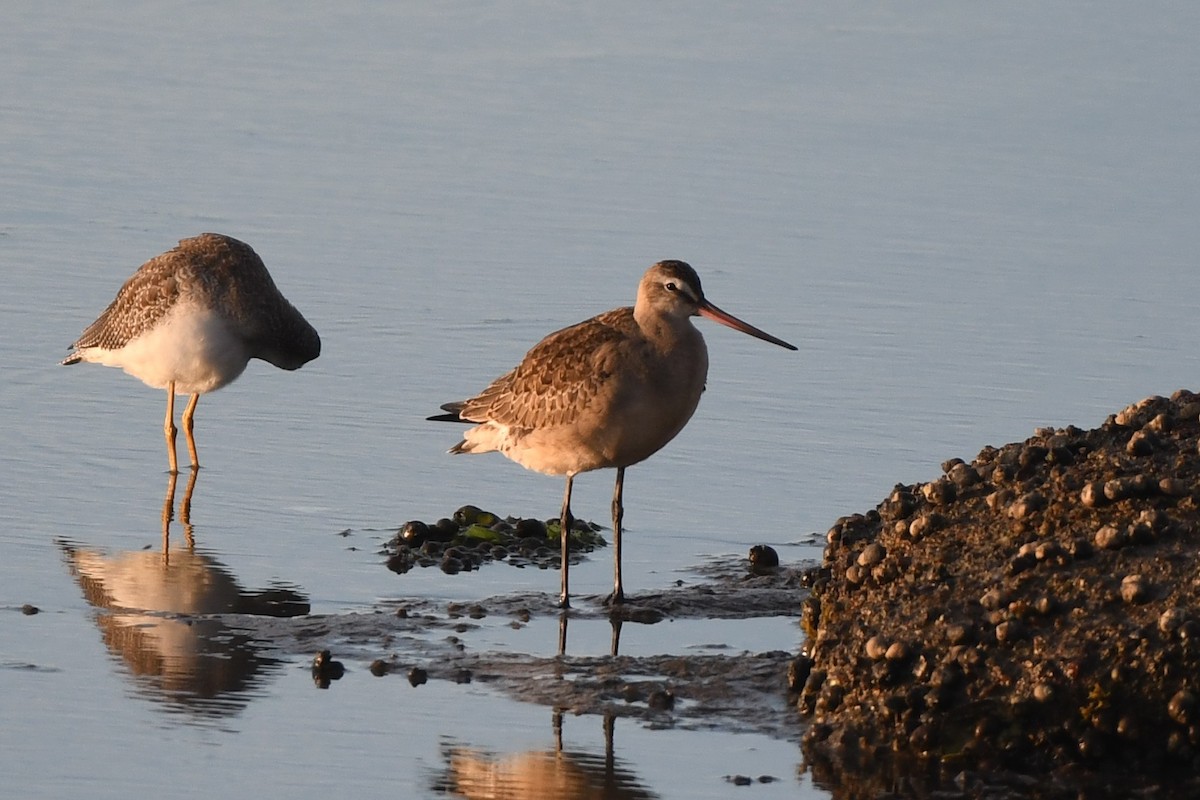 Hudsonian Godwit - ML642245962