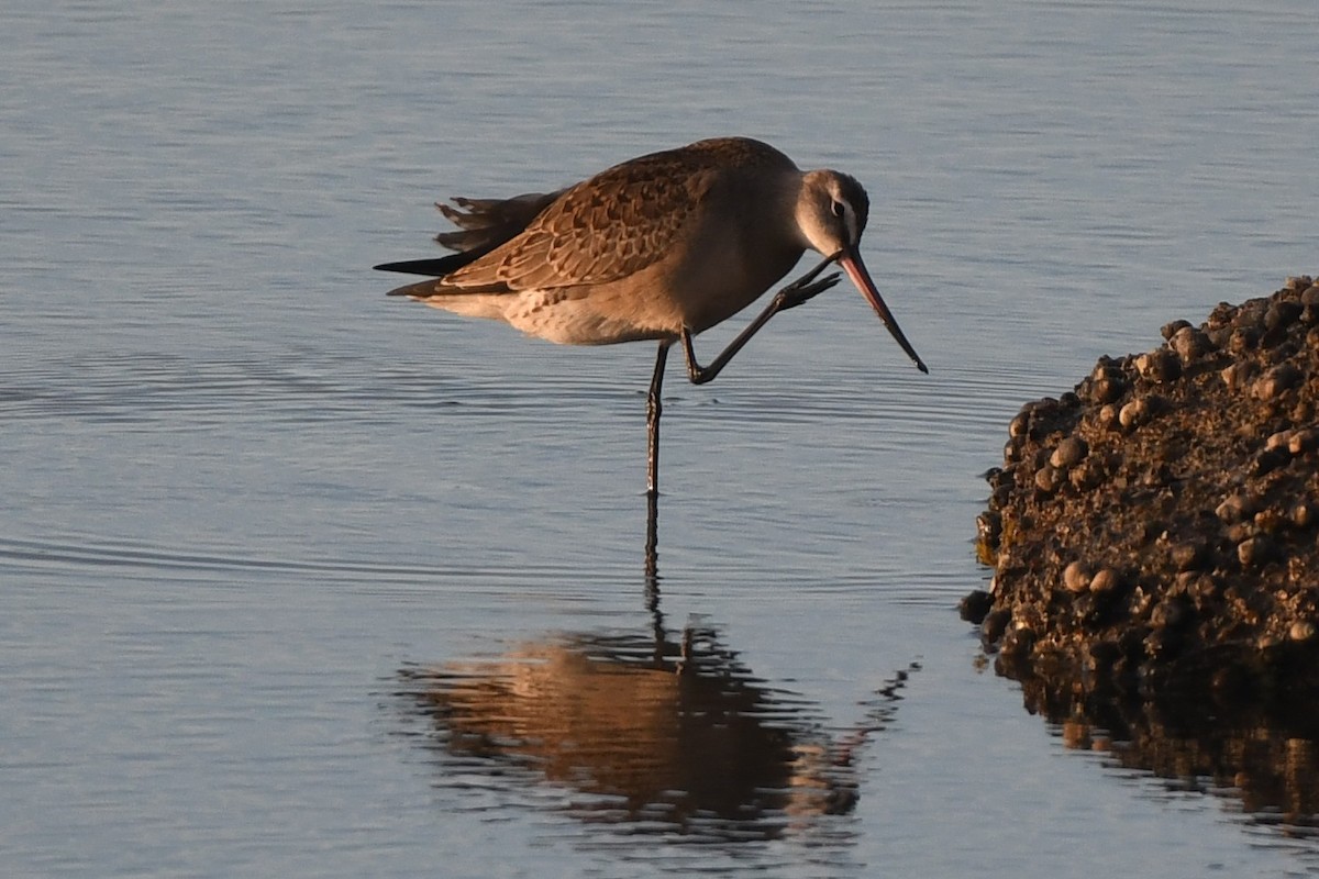 Hudsonian Godwit - ML642245963