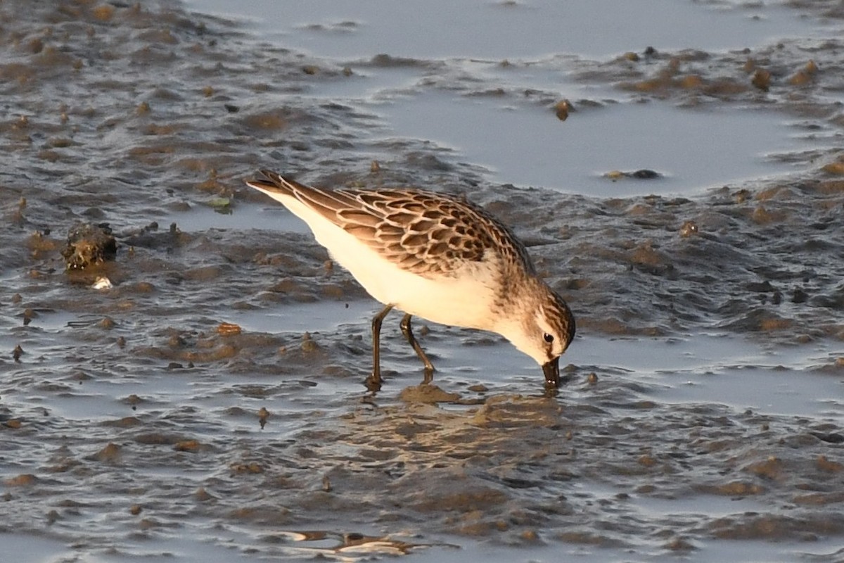 Semipalmated Sandpiper - ML642245969